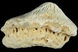 Fossil Crusher Shark (Ptychodus) Tooth - Kansas #187432-1